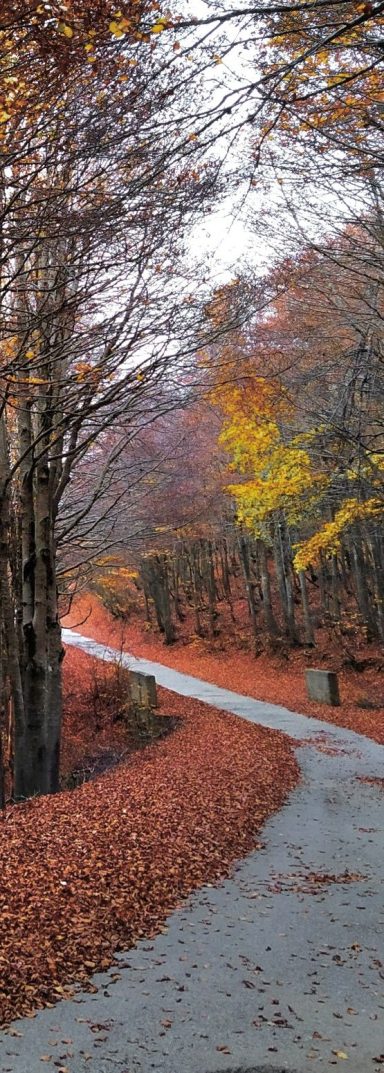 Bosco in Aspromonte